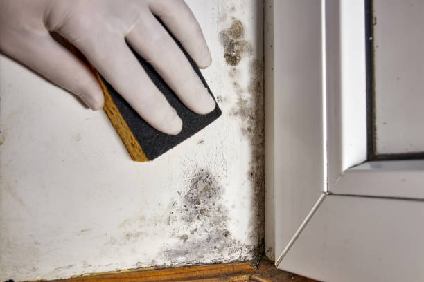 Best HVAC Mold Inspection and Cleaning  in Cheney, KS